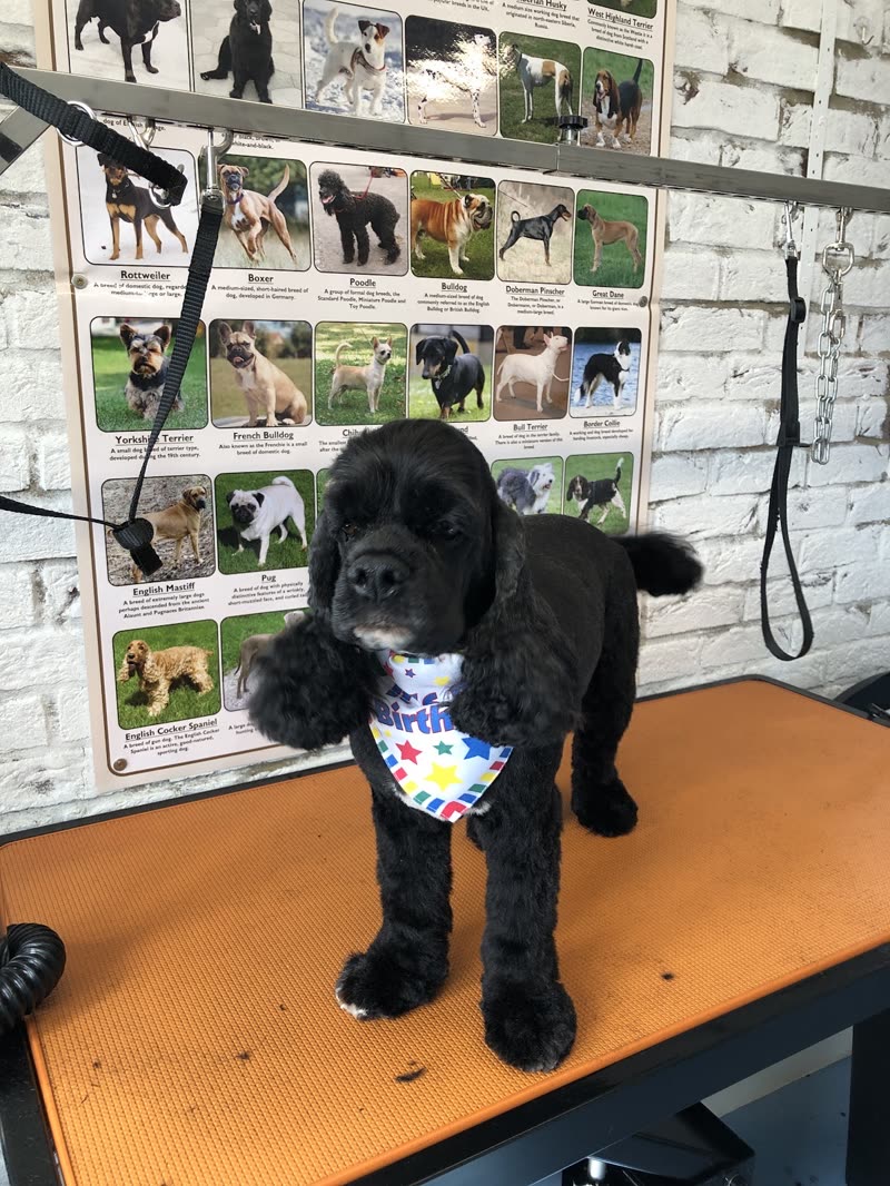 A freshly groomed black cocker spaniel on the grooming table, bandana on, breed chart and white brick wall behind