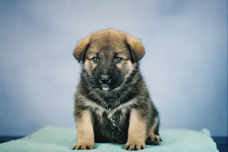 A puppy sitting for its first groom
