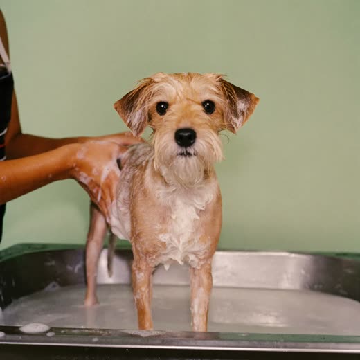 A small dog being bathed at the grooming tub