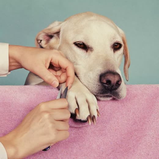 A dog's paw having its nails trimmed